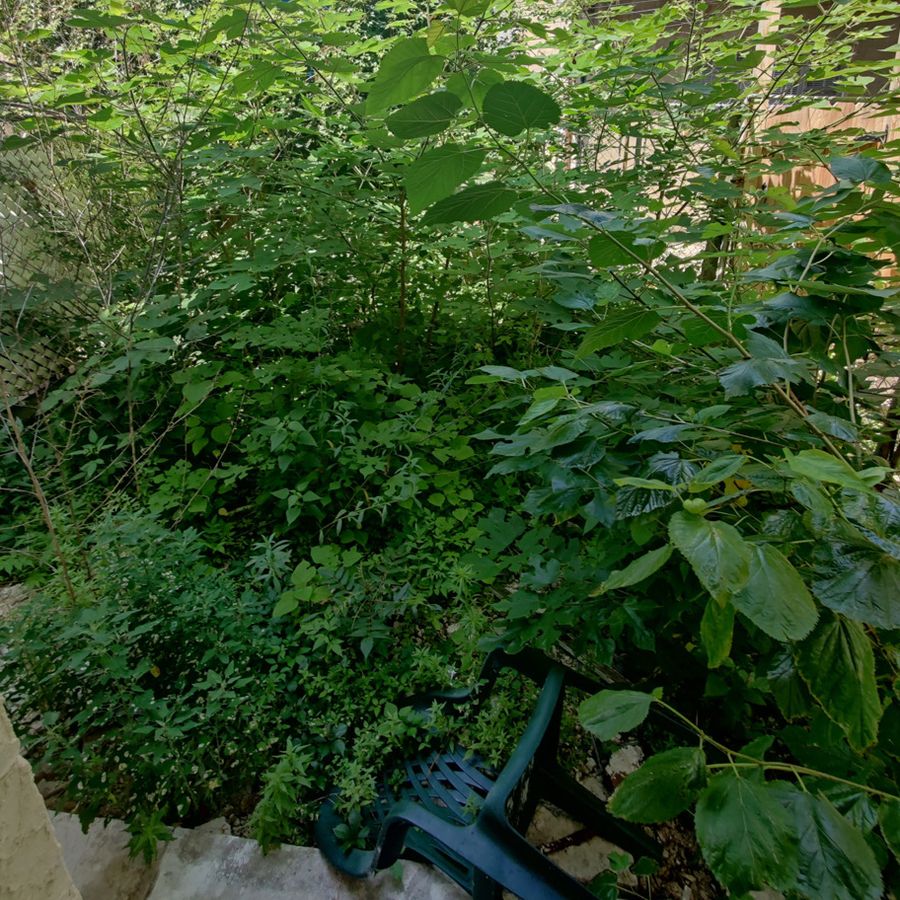 Beechwood rear yard, before